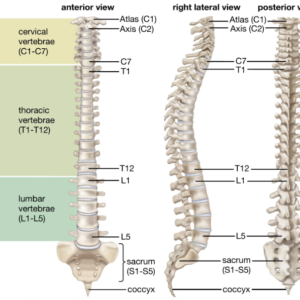 Herniated Discs and Prostate Problems