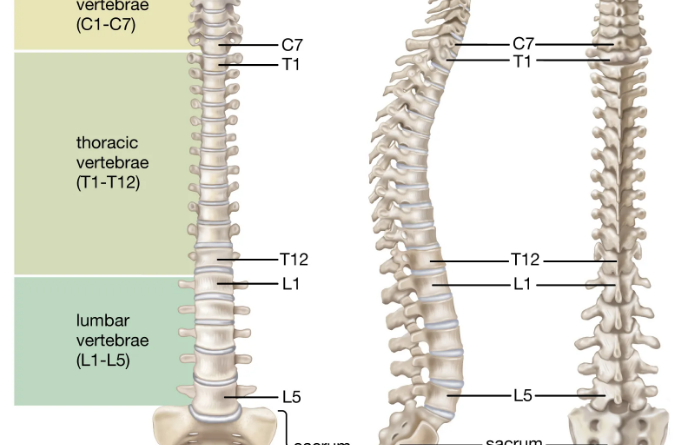 Herniated Discs and Prostate Problems